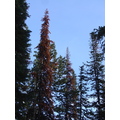 red trees